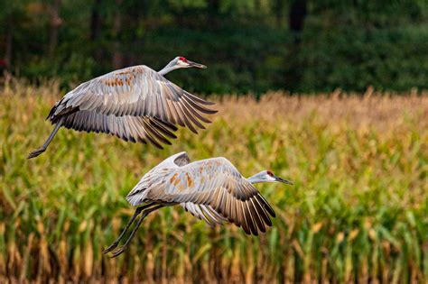 Fall Migration Viewing Sandhill Cranes In Michigan Michigan Audubon