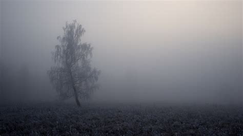 Free Images Landscape Tree Nature Forest Cold Fog Mist Morning