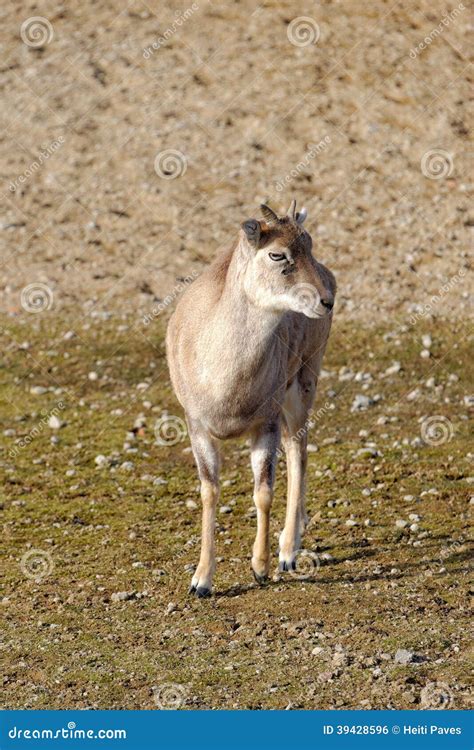 Armenian Mouflon Stock Photo Image Of Fauna Wildlife 39428596