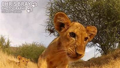 Lion Cub Cubs Camera Gopro Chris Bray