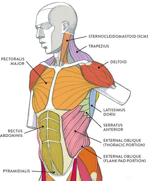 Muscles Of Torso Diagram Muscle Female Torso Stock Illustration
