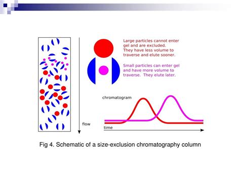 PPT Size Exclusion Chromatography PowerPoint Presentation ID 649683