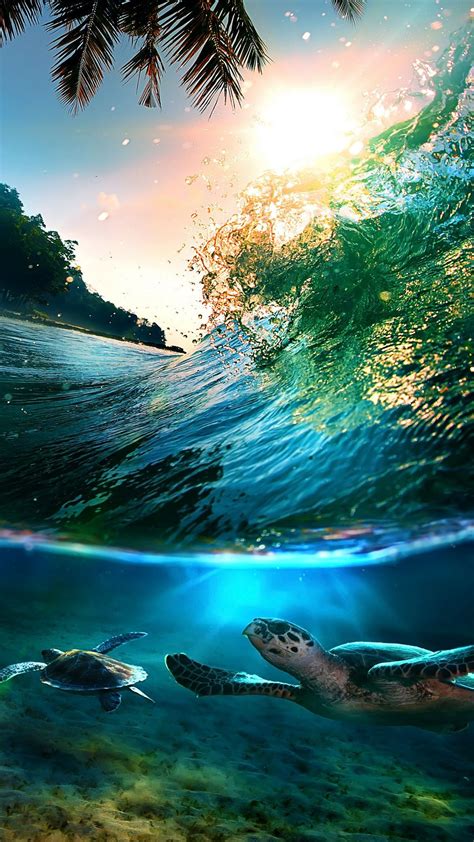 Tropical Sea Island Turtles Iphone 6 Plus Hd Wallpaper 1080×1920