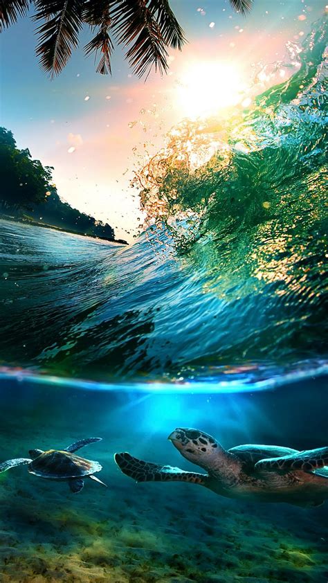 Posted by admin posted on mei 11, 2019 with no comments. Tropical Sea Island Turtles | HTC One wallpaper ...