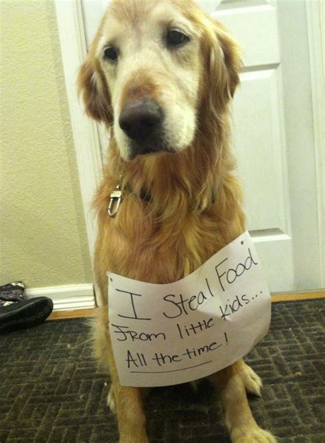 The golden retriever is consistently ranked among the top three dog breeds in the united states, according to akc registration statistics. Golden Retriever Archives - Page 7 of 29 - Dogshaming