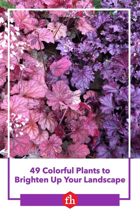 49 Colorful Plants To Brighten Up Your Landscape Colorful Plants