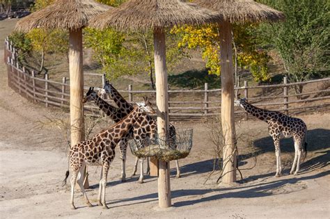 The 10 Biggest Zoos In Europe