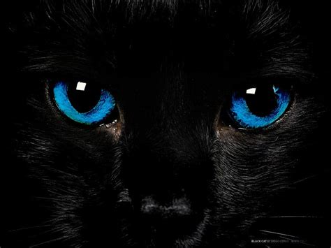 Black Cat With Neon Blue Eyes The Nameless Academy