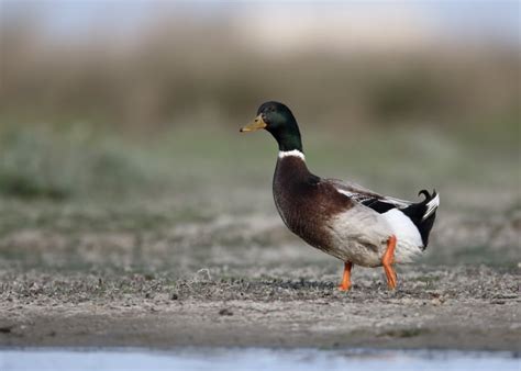 Rouen Duck Breed Everything You Need To Know 2022
