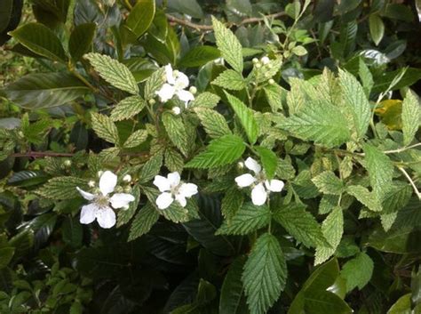 Moisture will cause it to either hug the ground (less moisture) or grow more upright, with more spreading vines (more moisture). mystery berry vine with three leaves, white flower