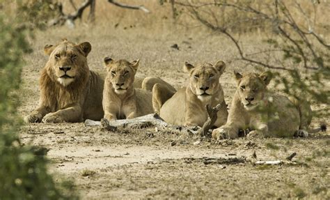 What is a Group of Lions Called? - Discovery UK