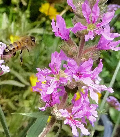 Honeybee Approaching Purple Loosestrife 401 Highbury Wildlife