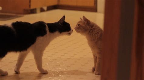 Two Cats Meeting For The First Time Youtube
