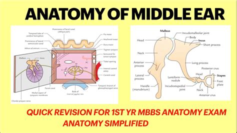 Middle Ear Anatomy Boundaries Of Middle Ear Middle Ear Mnemonics