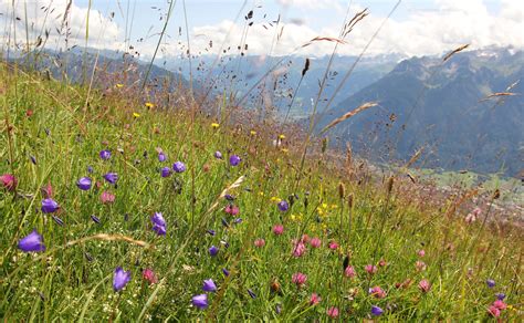 Alpine Flower Meadow With Bell Flowers Pink Clover And Grass Against