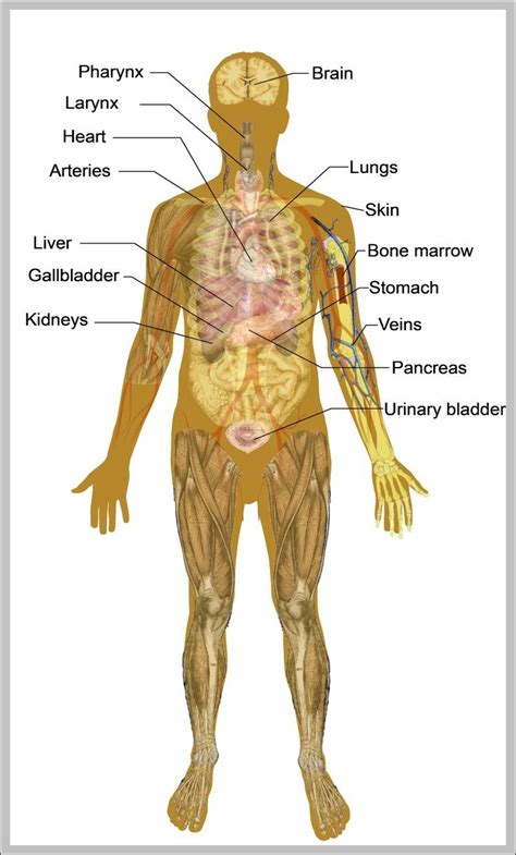Anatomy Of The Male Body 744×1293 Anatomy System Human Body Anatomy