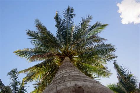 Bottom View Of A Beautiful Palm Tree With Blue Sky Stock Image Image