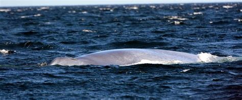 Whale-Watching Cruise in Forillon National Park (Gaspe) - 2019 All You
