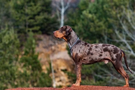 Catahoula Leopard Dog Breeders Midwest Known Pets