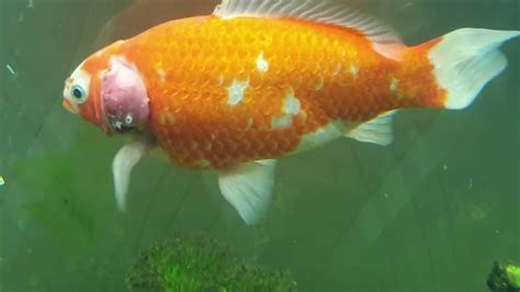 Gold Fish Gill Tumor Fish Disease Pls Help Youtube