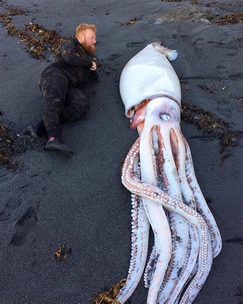 Giant Squid Next To Human Rhumanforscale