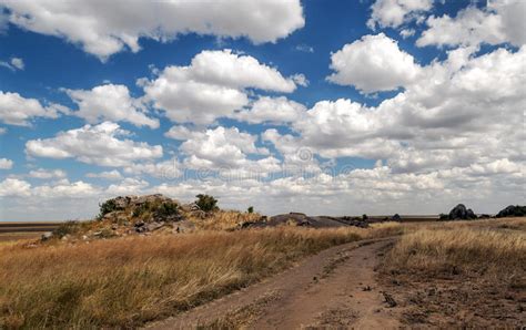 Acacias In The Serengeti Stock Image Image Of Horizontal 43405747