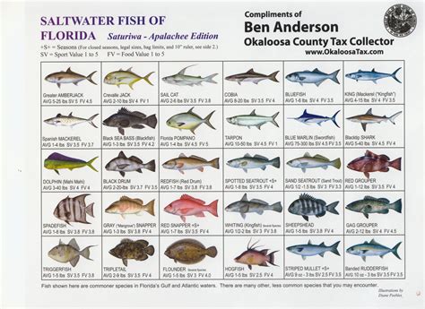 Sw Fish Id 9749091574 Florida Saltwater Fish Id 10th Edition