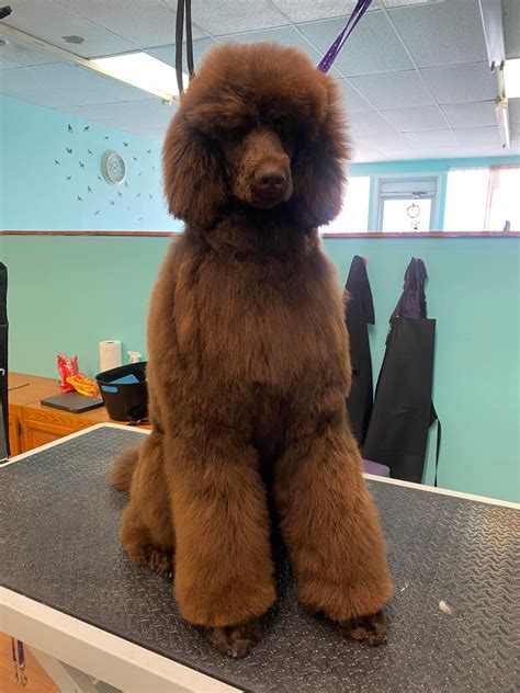 Summers off to... - The Pampered Paw Canine Spa and Grooming