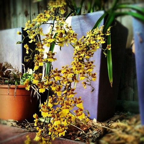 Oncidium Altissimum Yellow Orchid Orchids Yellow Orchid Oncidium