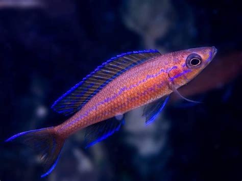 Blue Neon Cichlid Paracyprichromis Nigripinnis