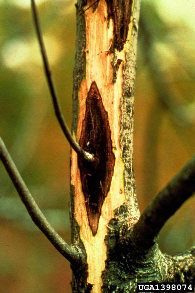 How To Treat Tree Canker Heal Info