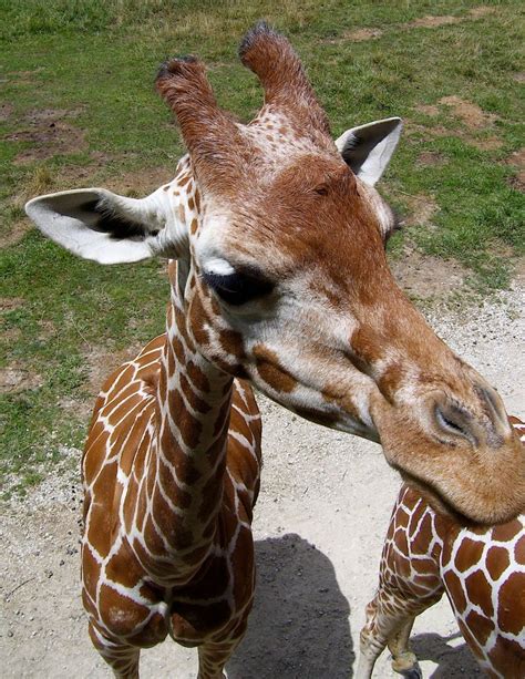 The Giraffe - The World's Tallest Animal! « Big Animals