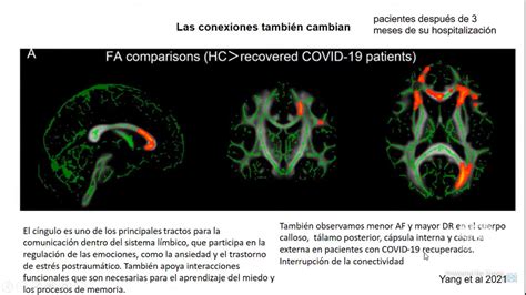 Documenta Neurociencia Afectaciones Cerebrales En Sobrevivientes De
