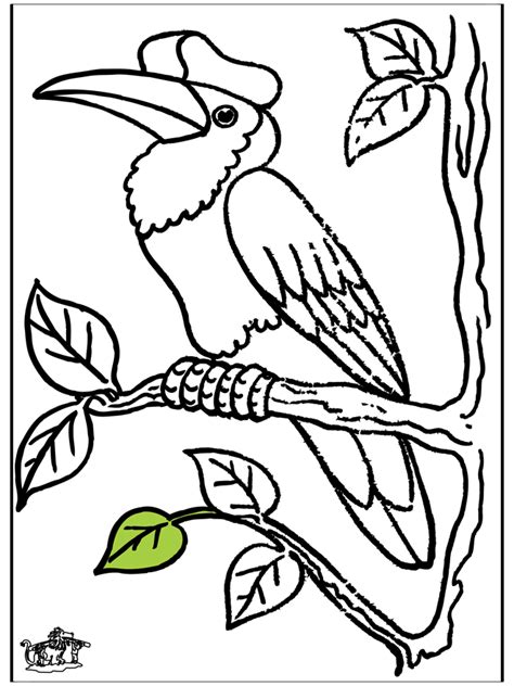 Toucan Oiseaux