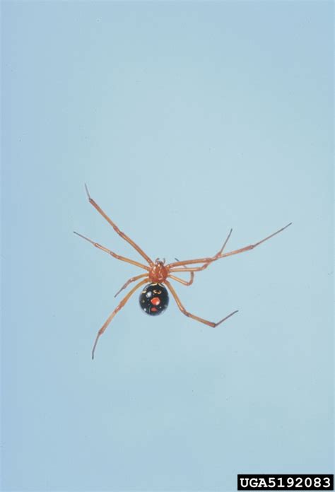 Red Widow Spider Latrodectus Bishopi Araneae Theridiidae 5192083