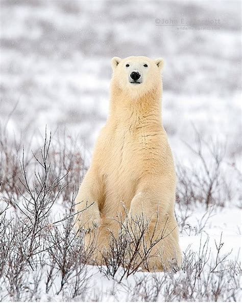 Photographyinmyframe On Instagram “polar Bear Dont Miss This Awesome