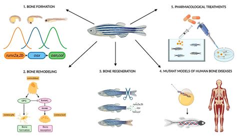 Cells Free Full Text Zebrafish A Suitable Tool For The Study Of