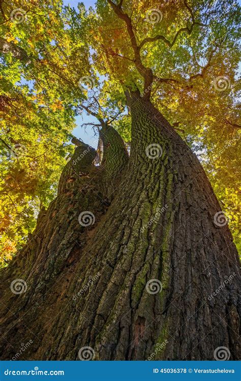 Oak Trees In Autumn Stock Photo Image Of Nature Bright 45036378
