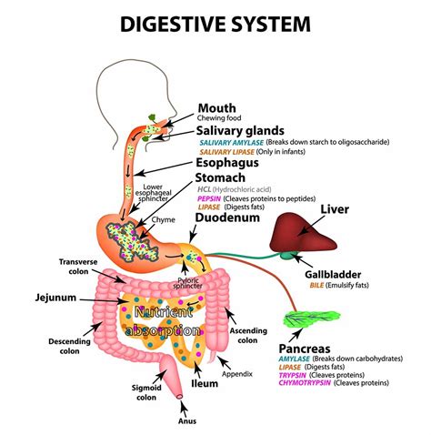 The Human Digestive System Anatomical Structure Digestion Of C The