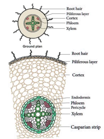 Anatomy Of Roots Important Topics Explanation Epiblema And Monocot Root