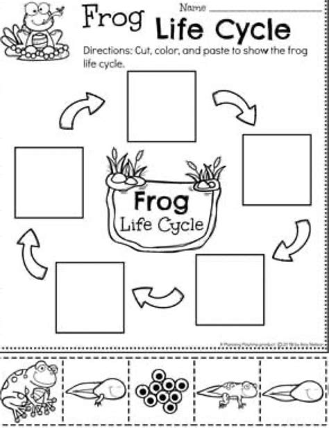 Pin By Lynnette Haller On Pond Preschool Planning Life Cycles