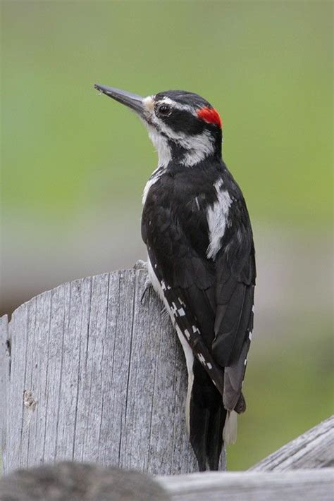 Hairy Woodpecker Bird Gallery Houston Audubon