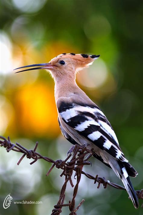 Hoopoe By Fahad Siddiqui 500px Pet Birds Beautiful Birds Animals