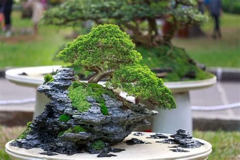 An Adorable Miniature Trees Bonsai Trees