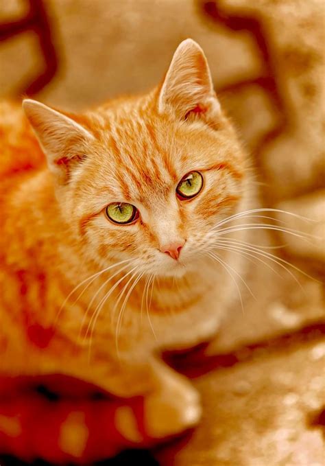 Ginger Cat Orange Tabby Cats Gorgeous Cats Cat Aesthetic