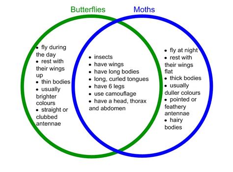 The Smarties: Fruit from a Cactus?