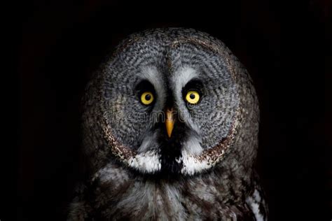 Big Eyed Owl Staring Owl Stock Photo Image Of Look 57197070