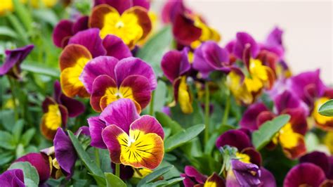 17 Best Plants For Cool Season Color Sunset Magazine