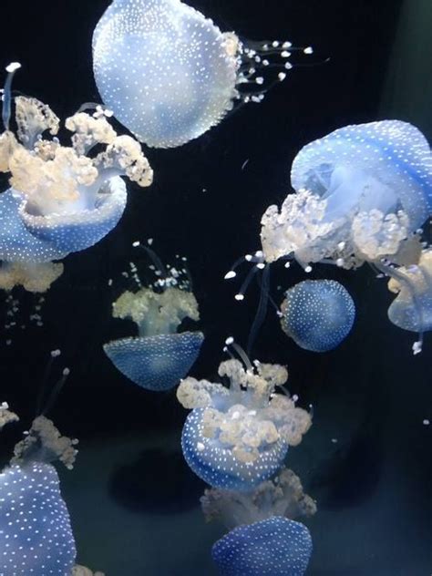 Jellies The Incredibles Underwater Creatures Jellyfish