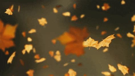 With tenor, maker of gif keyboard, add popular animated falling leaves background animated gifs to your conversations. Opossum Screed: The Noise of a Leaf